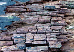 Dry rot damaging wood in Aurora