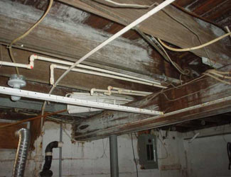 a humid basement overgrown with mold and rot in Whitby