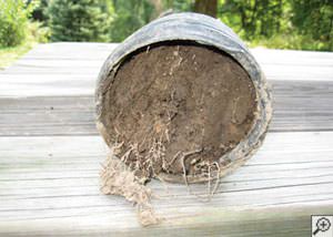 clogged french drain found in Alliston, Ontario
